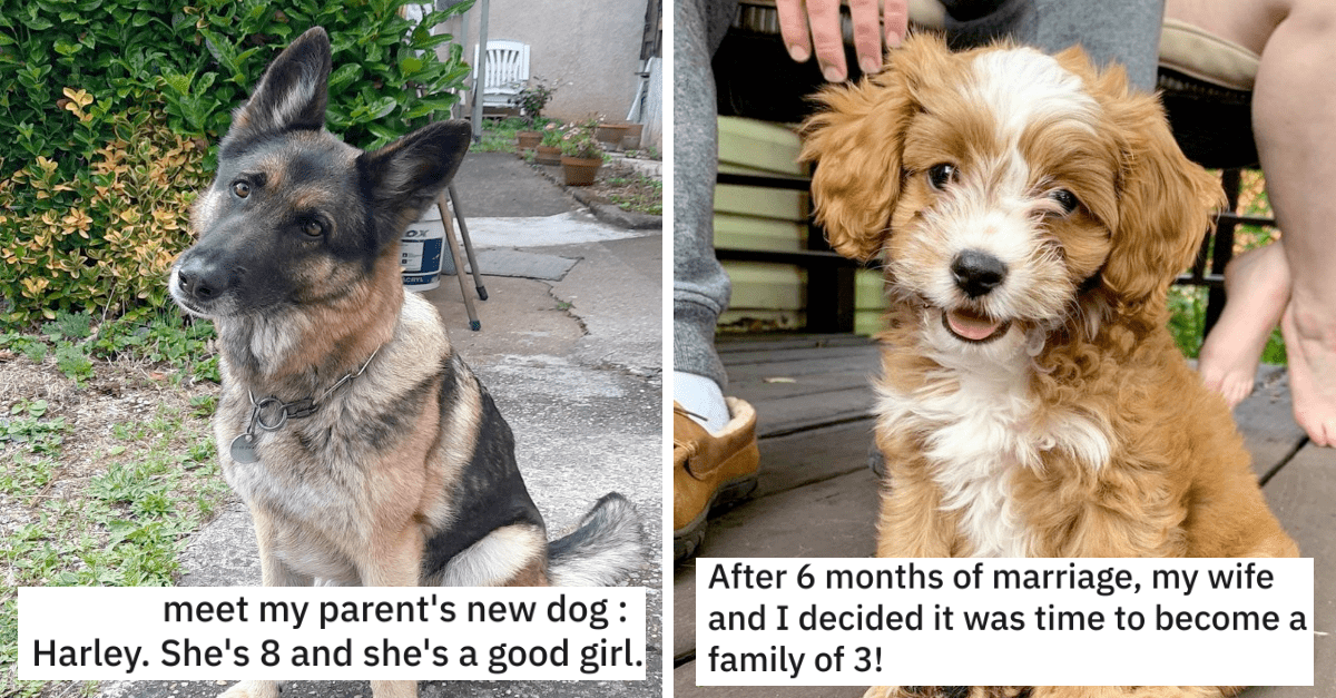 Newly Adopted Dogs Who Just Found Their New Home